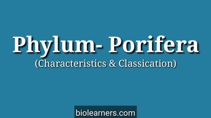 Characteristics and classification of Phylum Porifera with examples