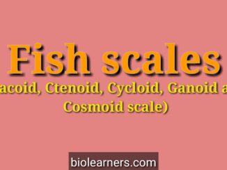 Different types of fish scales: Placoid scale, Ctenoid scale, Cycloid scale, Ganoid scale, Cosmoid scale
