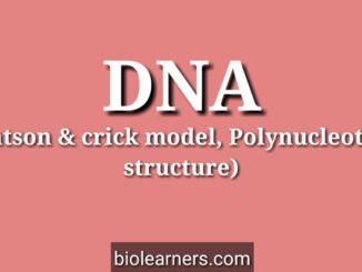 Class 12 biology chapter 6 | DNA double helix structure | Polynucleotide chain