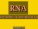 Characteristics, functions and types of RNA (ribonucleic acid)