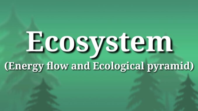 Energy flow in an ecosystem | Ecological pyramid