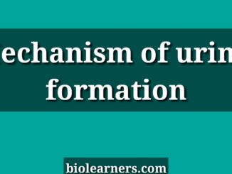 Kidney | Mechanism of urine formation in mammals
