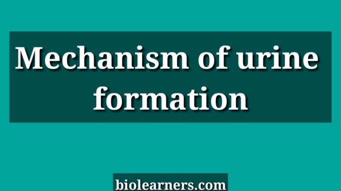 Kidney | Mechanism of urine formation in mammals
