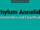 General characteristics and classification of phylum annelida with examples