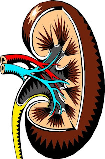 Kidney | Mechanism of urine formation in mammals
