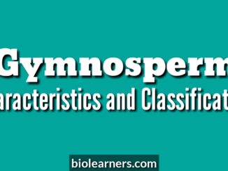 General characteristics and classification of gymnosperms with example