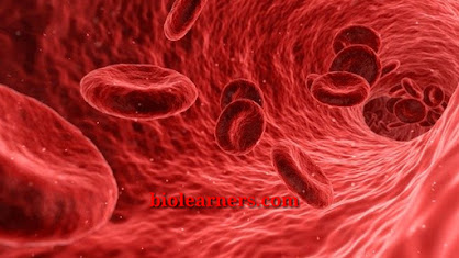 Blood Clotting process, definition, factors and mechanism