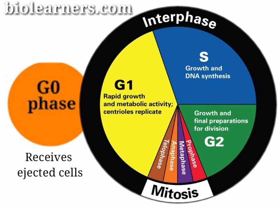 Cell cycle phases with diagram | Eukaryotic Cell Cycle
