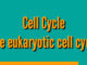 Cell cycle phases with diagram | Eukaryotic Cell Cycle