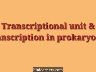 Transcriptional unit and mechanism of transcription in prokaryotes