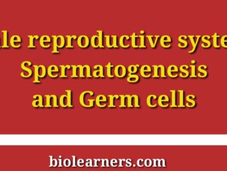 Male reproductive system | Spermatogenesis | Germ cell (or gametes)