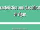 Algae: General Characteristics and Classification with examples