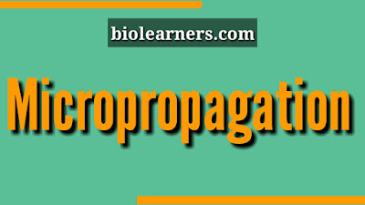 Micropropagation | Stages, advantages and limitations of micropropagation